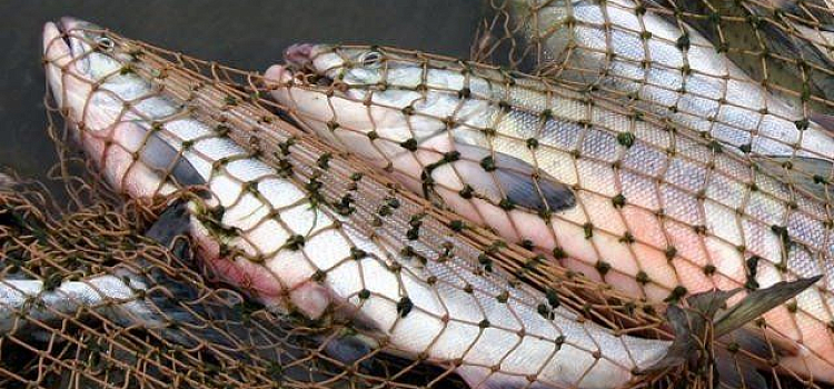 В Ярославле введен запрет на продажу рыбы из местных водоемов