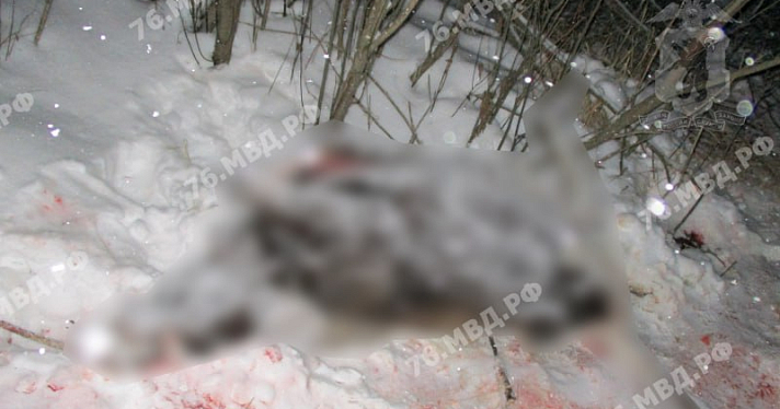 Захотел мяса к Новому году: в Ярославской области на трассе задержали мужчину с незаконно добытым лосем