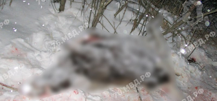 Захотел мяса к Новому году: в Ярославской области на трассе задержали мужчину с незаконно добытым лосем