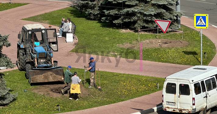 С площади Волкова в центре Ярославля пропали ели