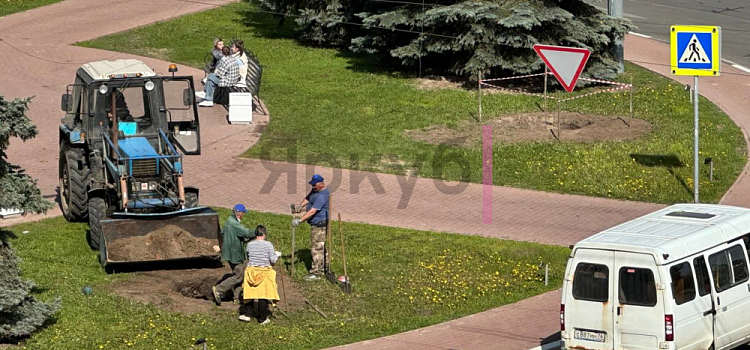С площади Волкова в центре Ярославля пропали ели