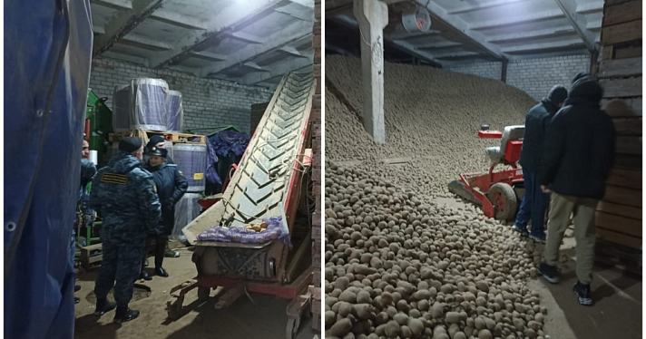 В Ярославской области арестовали тысячу тонн картофеля