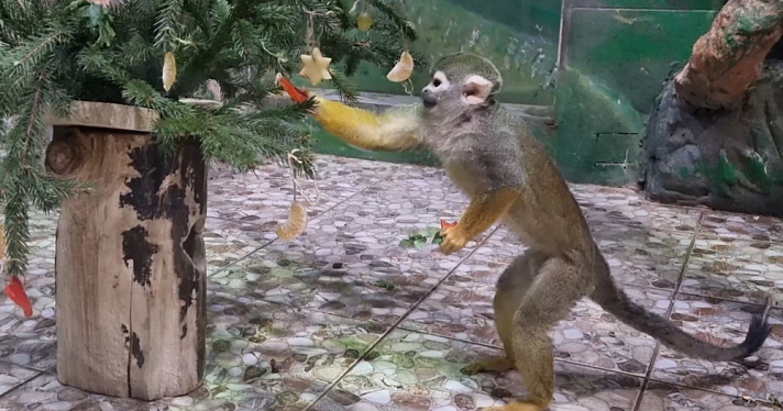 Ярославский зоопарк планирует выкупить здание «Экзотариума»