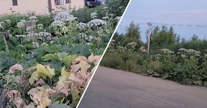 Жители деревни в Ярославской области просят врио губернатора решить проблему с борщевиком