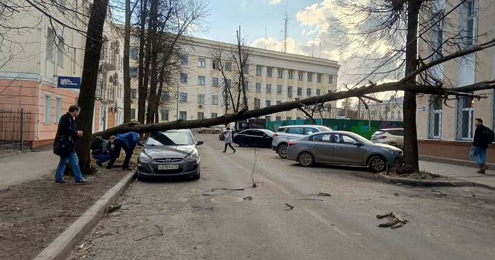 В Ярославле сильный ветер повалил деревья на машины_268975