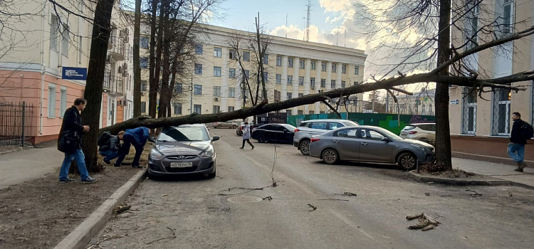В Ярославле сильный ветер повалил деревья на машины_268975