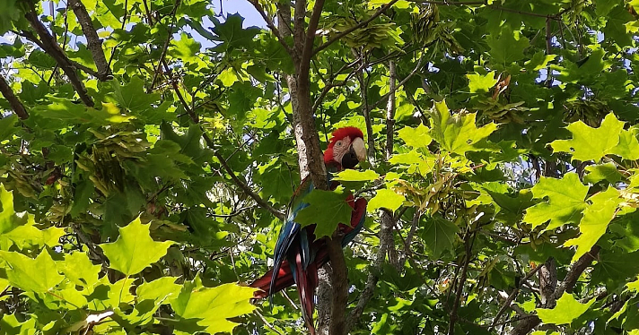 В Красных Ткачах на дереве сидел роскошный попугай: добрая история возвращения блудного Кеши_217972