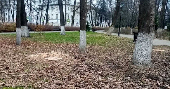 В Ярославле началась проверка по факту вырубки деревьев в Демидовском сквере