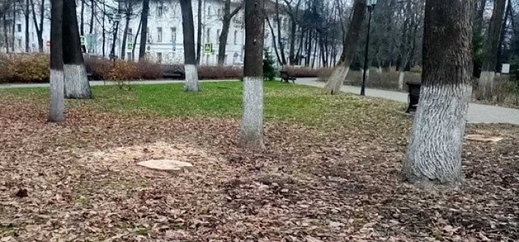В Ярославле началась проверка по факту вырубки деревьев в Демидовском сквере