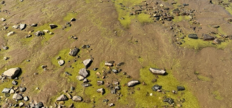 В Рыбинском водохранилище начала массово гибнуть рыба_218674