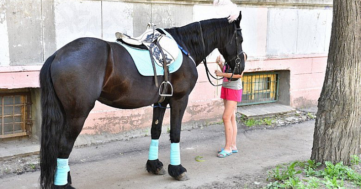 Мэрия Ярославля решила ежедневно проверять тех, кто устраивает катание на лошадях