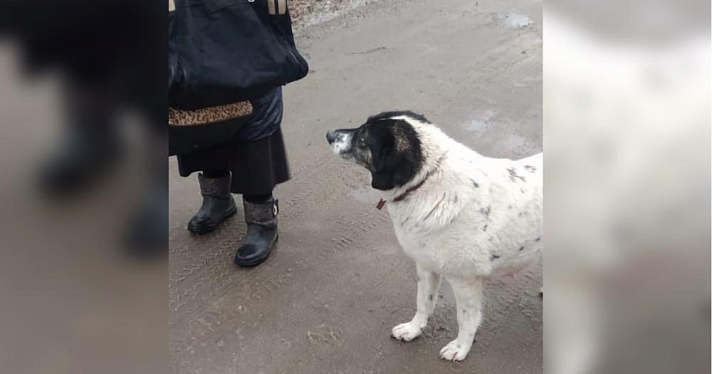 Прости, Матильда! В Ярославле объявили вознаграждение за информацию об убийцах собаки