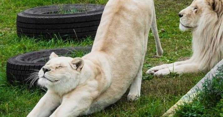 В Ярославском зоопарке умерла белая львица Лава