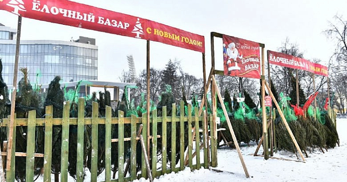 Праздник приходит: в Ярославле начали установку новогодних елей