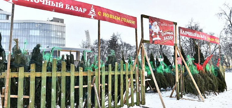 Праздник приходит: в Ярославле начали установку новогодних елей
