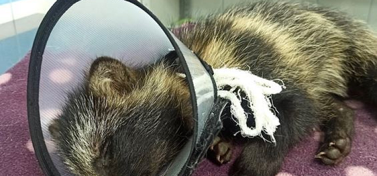 «Скулил от боли»: ярославцы спасли щенка енотовидной собаки