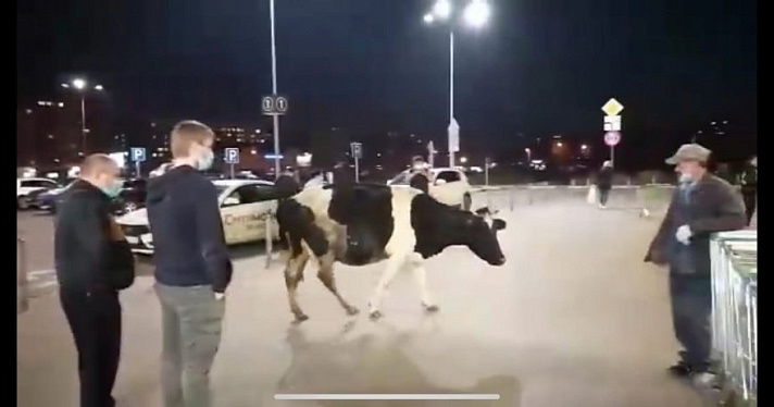 Видео дня. В ярославский гипермаркет пришла корова