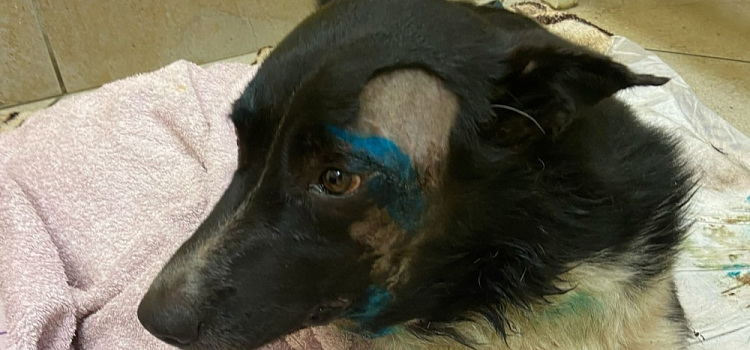 В Ярославле случайные прохожие спасли сбитого на дороге пса