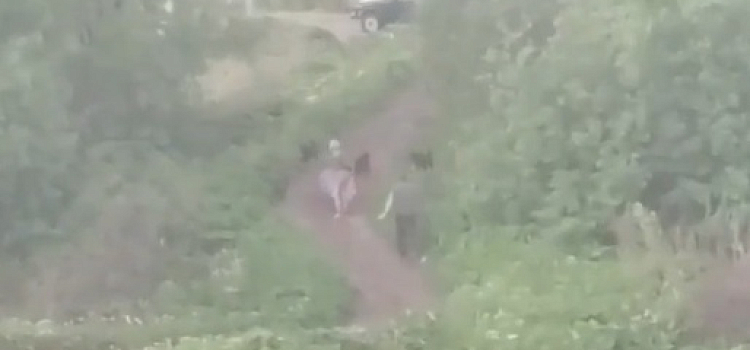 Под Ярославлем свора собак напала на женщину