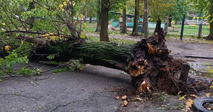 В Дзержинском районе на тротуар рухнуло огромное дерево