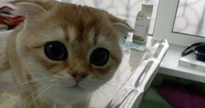 В Ярославской области любительница мороженого попала в лечебницу