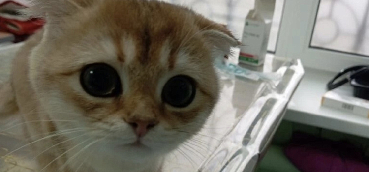 В Ярославской области любительница мороженого попала в лечебницу