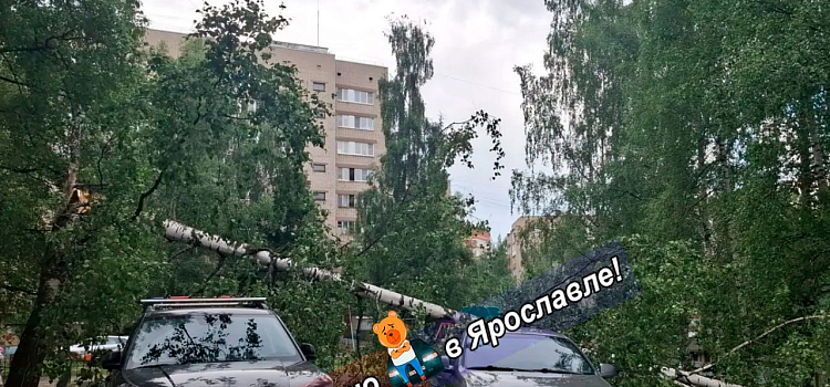 Крыши и деревья летели прямо на дорогу: в Ярославской области устраняют последствия грозы_319283