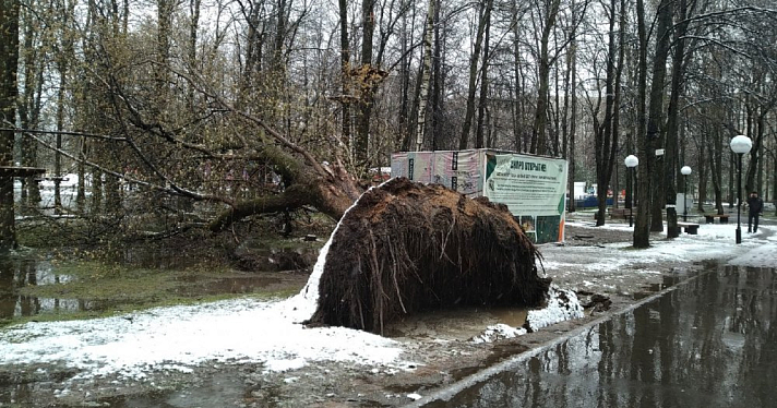 В центре Ярославля деревья вырвало с корнями