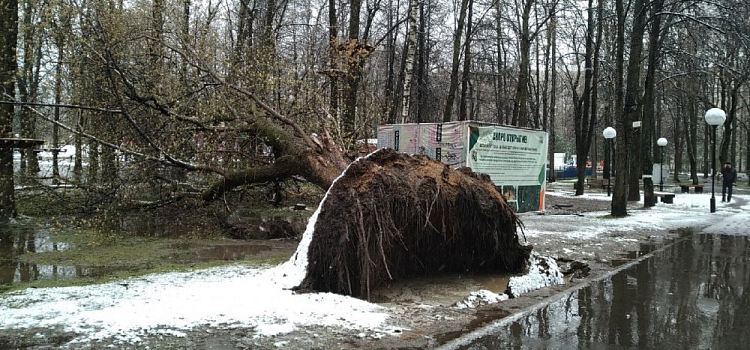 В центре Ярославля деревья вырвало с корнями