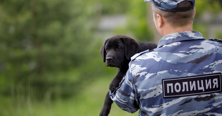 В Ярославле возобновляют строительство Центра кинологической службы УМВД