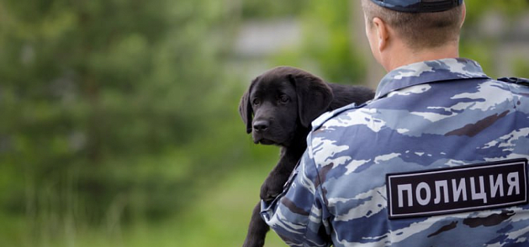 В Ярославле возобновляют строительство Центра кинологической службы УМВД