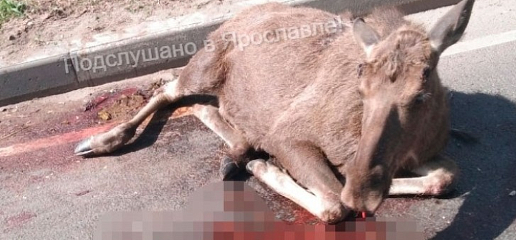 Момент ДТП с лосем на улице Гагарина в Ярославле попал на видео