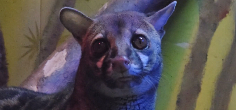 Звёздная Генетта предстала перед камерой в Ярославском зоопарке_314299