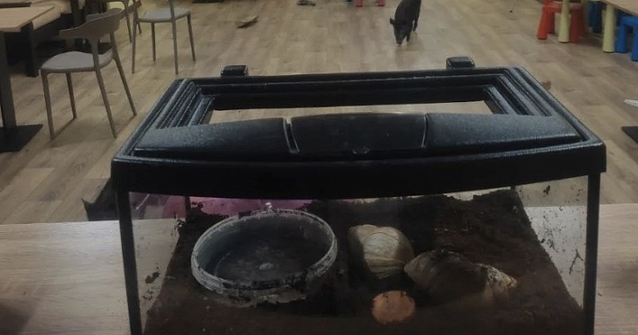 Ни отдыха, ни обеда: на ярославское антикафе подали жалобу