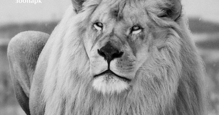 В Ярославском зоопарке не стало белого льва Яроса