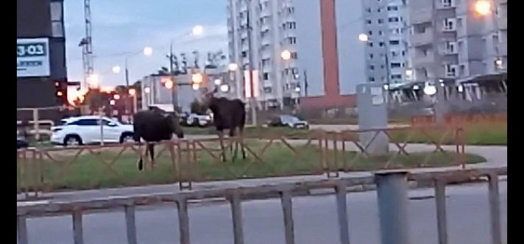 Пострадали пятеро: за сутки в Ярославской области произошло два ДТП с лосями