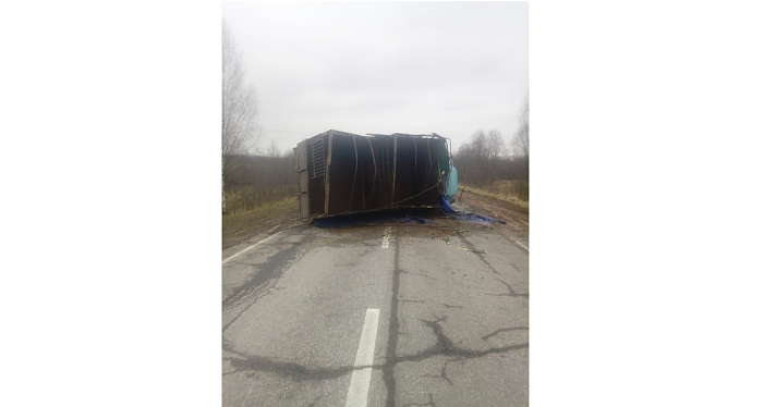 Фото дня. В Ярославской области телята сбежали из перевернувшегося грузовика_161656