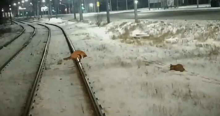 В Ярославле две лисы перегородили дорогу трамваю
