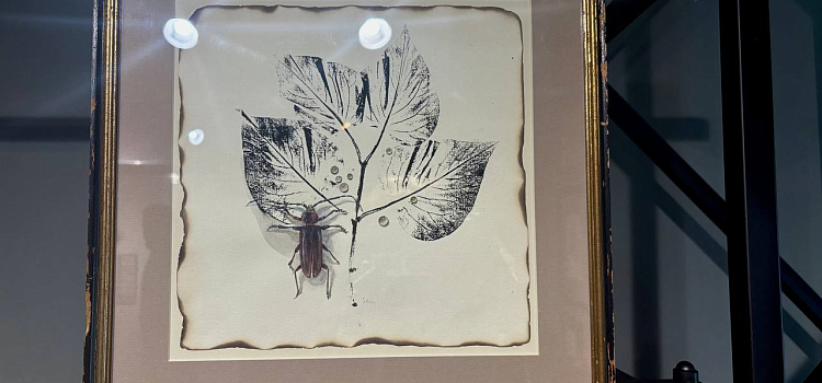 Оранжерея иллюзий: в Ярославле проходит выставка «Иллюзия/реальность»_312249