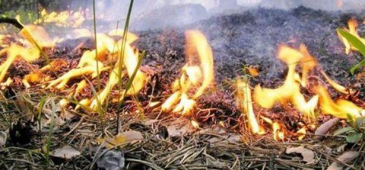 За выходные ярославские пожарные 40 раз выезжали на тушение травы