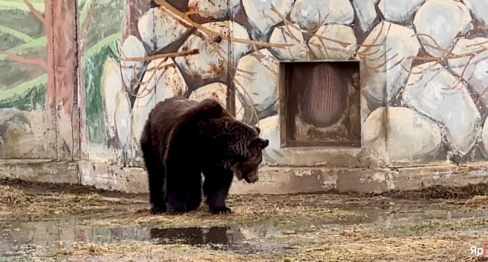 С добрым утром: в Ярославском зоопарке проснулись мишки