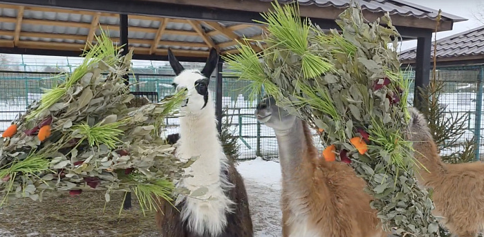 Съедобные букеты и море обаяния: как лемур Ляля и ламы встречали весну в Ярославском зоопарке