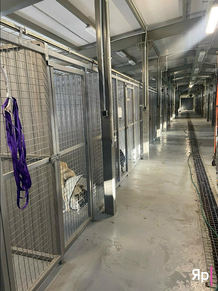 Ярославская благотворительная организация «Верность» не оставляет в беде: как команда спасает сотни животных