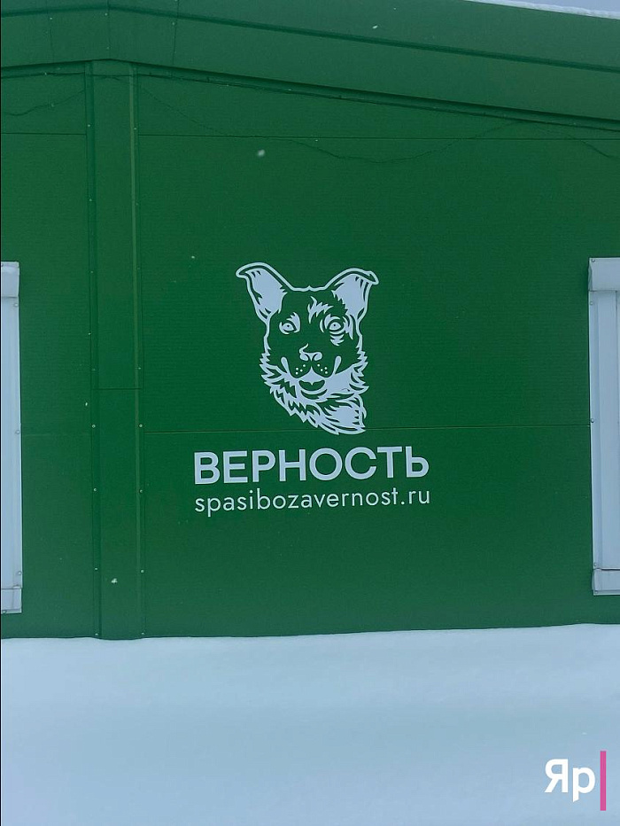 Ярославская благотворительная организация «Верность» не оставляет в беде: как команда спасает сотни животных