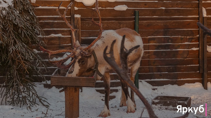Ледяные забавы в Ярославском зоопарке: морозный фоторепортаж