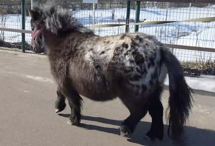 Быть настолько милыми вообще законно? Как проводят дни обитатели ярославского зоопарка