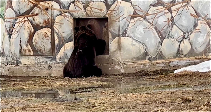 С добрым утром: в Ярославском зоопарке проснулись мишки