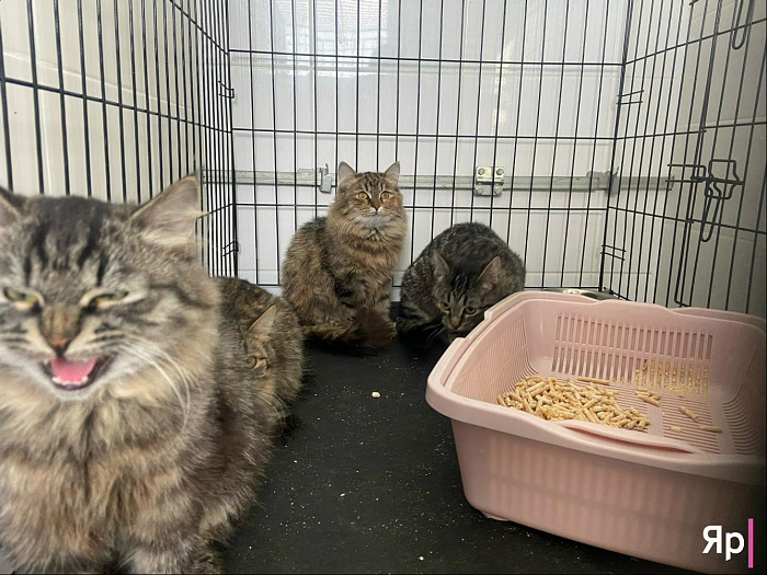 Ярославская благотворительная организация «Верность» не оставляет в беде: как команда спасает сотни животных