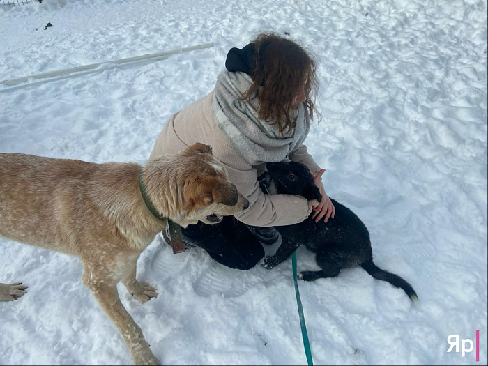 Ярославская благотворительная организация «Верность» не оставляет в беде: как команда спасает сотни животных