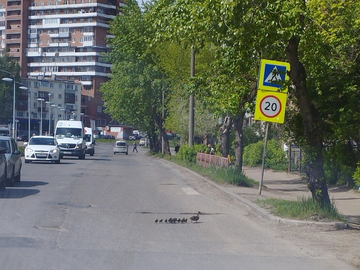 В Ярославле водители остановились на оживленном проспекте, чтобы пропустить утиное семейство